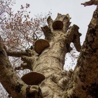 Грибочки... :: Дмитрий А