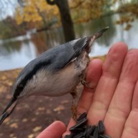 Поползень :: Сапсан 