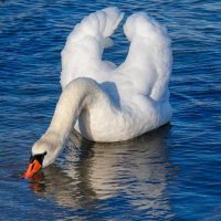 Грация :: Светлана Тихонина