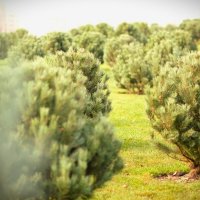 Сосенки. :: Юрий Полторыхин. Сосенки. :: Юрий Полторыхин.