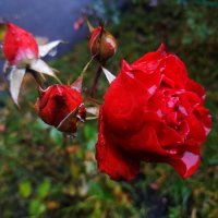 Оказывается, розы - самые стойкие цветы. Других цветов уже не видел :: Андрей Лукьянов Оказывается, розы - самые стойкие цветы. Других цветов уже не видел :: Андрей Лукьянов