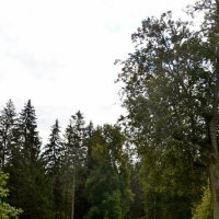 МИХАЙЛОВСКОЕ. :: Виктор Осипчук