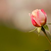 Бутон прекрасной розы. :: Юрий Полторыхин. Бутон прекрасной розы. :: Юрий Полторыхин.