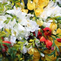 они на радость нам даны :: Олег Лукьянов