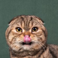 Шотландская вислоухая кошка (Scottish Fold) - совеныш :: Светлана Ищенко