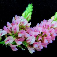 Эспарцета цветы. :: nadyasilyuk Вознюк