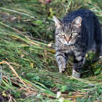 *** :: Владимир Безбородов