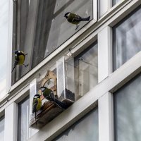 Синички прилетели :: Валерий Иванович Синички прилетели :: Валерий Иванович