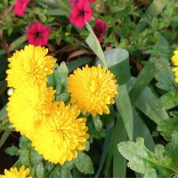 *** :: Любовь Сахарова