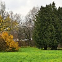 Дерево :: Валерий Пославский