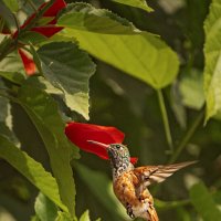 Колибри :: Svetlana Galvez