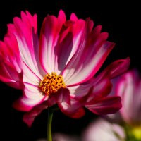 Доброе утро :: Юрий. Шмаков Доброе утро :: Юрий. Шмаков