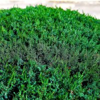 Капельки росы :: Юрий Гайворонскiий