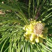 майские шишки :: Елена Шаламова