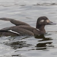 турпан. :: юрий макаров