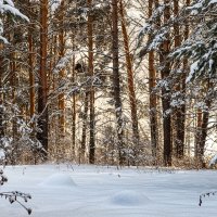 зимний лес сосновый :: Виктор Ковчин