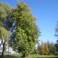 Мой зеленый город :: Елена Семигина