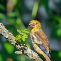 в лесу... :: Andrey Bragin в лесу... :: Andrey Bragin