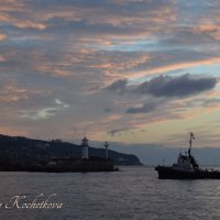 Природа Крыма :: Amazing Cosmea Природа Крыма :: Amazing Cosmea