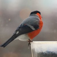 Снегирь прилетел ! :: Юрий Куликов