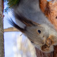 Белочка. :: Андрей Дурапов