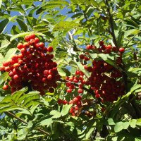 Рябинушка :: Freddy 97