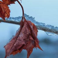 ❄️ :: Наталья