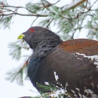 Новый гость из леса.ГЛУХАРЬ. 26.11.2025 г. :: Ольга Митрофанова