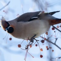 Свиристель :: Виктор Иванович Чернюк