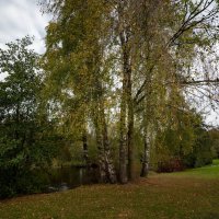 У пруда берёзы... :: Николай Гирш