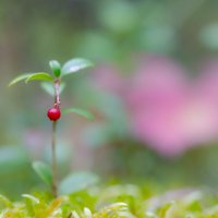 Брусничка :: Арсений 