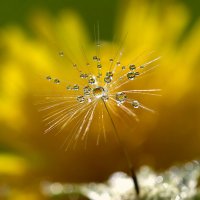 Капелька :: Андрей Пристяжнюк