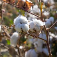 Белое золото :: Максим Белое золото :: Максим