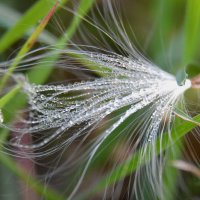 Роса... :: Надежда Куркина 