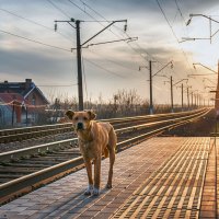 Ведь может быть тело дворняги, А сердце — чистейшей породы! (Э. Асадов) :: Ирина 