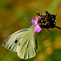 опять про бабочек...106 :: Александр Прокудин