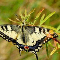 опять про бабочек...110 :: Александр Прокудин опять про бабочек...110 :: Александр Прокудин