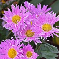 Цветы осени! :: Валентина  Нефёдова 