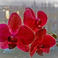 Радует орхидея! :: Валентина  Нефёдова 