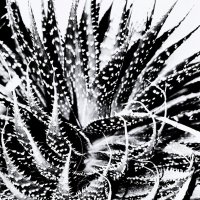 * :: Василий Палий