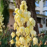 ЮККА. Ноябрь в Сочи :: Tata Wolf