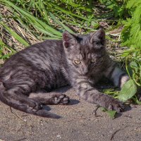 Европейская кошка :: Aleksey Afonin