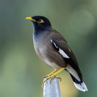 Майна. :: Alexander Amromin