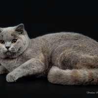 Британская короткошерстная кошка :: Светлана Ищенко Британская короткошерстная кошка :: Светлана Ищенко