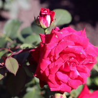 Лучики солнца в пасмурный день (серия) :: Любовь Сахарова