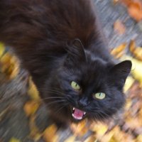 Зверь :: Александр Лычагин Зверь :: Александр Лычагин