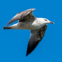 *** :: Виталий Емельянов