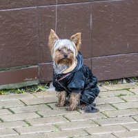 Модник :: Валерий Иванович