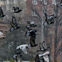 Летите голуби, летите...2 :: Николай Саржанов