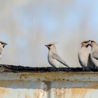 Свиристели :: Виктор Иванович Чернюк Свиристели :: Виктор Иванович Чернюк